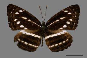 Neptis nata lutatia[臺灣三線蝶][00013625]