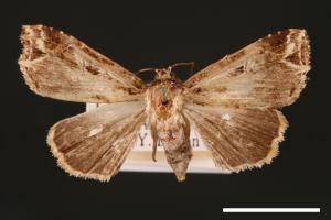 Callopistria phaeogona[暗角散紋夜蛾][00002486]
