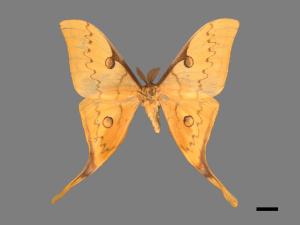 Actias heterogyna subaurea[台灣長尾水青蛾][00016343]