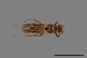 Polistes shirakii[shirakii][00072754]