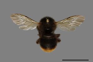 Bombus trifasciatus[威氏熊蜂][00074675]