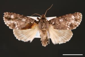 Acronicta albistigma[00000440]