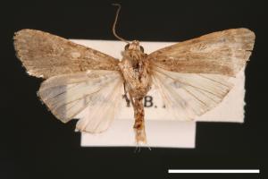 Spodoptera exigua[甜菜夜蛾][00002755]