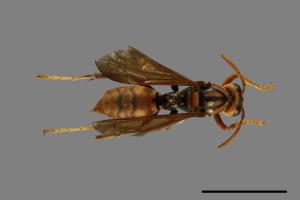 Polistes jokahamae[果馬蜂][00072836]