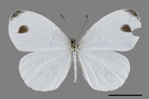 Leptosia nina niobe[黑點粉蝶][00094566]