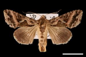 Ctenoplusia adiaphora[00003678]