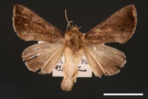 Chrysodeixis heberachis[00003500]