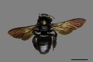 Xylocopa tranquebarorum[銅翼眥木蜂][00119297]