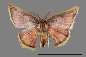 Chrysocraspeda sanguinea[三角赤姬尺蛾][00092758]