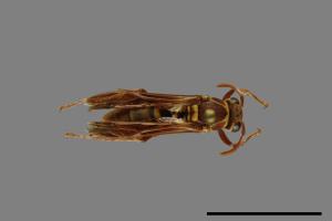 Polistes shirakii[shirakii][00072752]