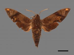 <已分類>Family：Sphingidae[天蛾科][00017793]