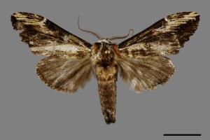 Hexafrenum leucodera yamamotoi[吉本氏異齒舟蛾 (明白頸異齒舟蛾)][00091262]