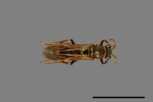 Polistes shirakii[shirakii][00072772]