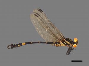Lamelligomphus formosanus[鉤尾春蜓][00103074]