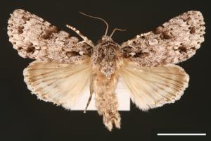 Acronicta albistigma[00000431]