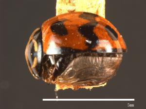 Menochilus sexmaculatus[六條瓢蟲][00085999]