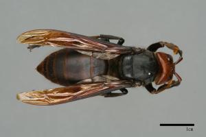 Vespa mandarinia[中華大虎頭蜂][00088277]