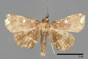 Adrapsa simplex[00010042]