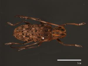 Monochamus alternatus[松斑天牛][00080655]