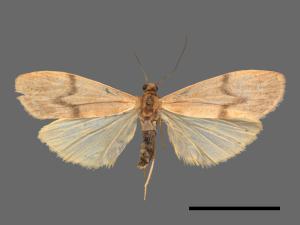 Eilema ratonis[凸紋土苔蛾][00088154]