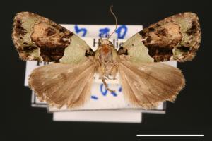 Cryphia basichlora[00000500]