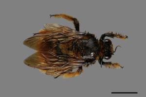 Xylocopa ruficeps[紅胸木蜂][00106016]