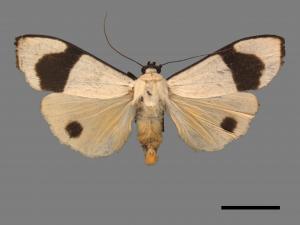 Vamura alboluteora[維黃華苔蛾][00061249]