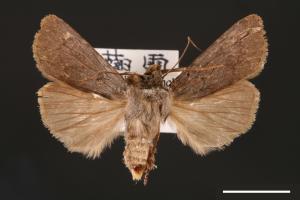 Agrotis taiwana[00000703]