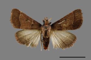 <已分類>Genus：Herculia[00065392]