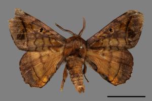 Prismosticta fenestrata[小窗蠶蛾][00057957]