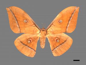 Antheraea pernyi[姬透目天蠶蛾][00016102]