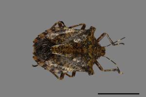 <已分類>Genus：Placosternum[00049532]