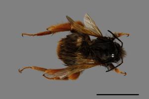 Bombus eximius[精選熊蜂][00074716]