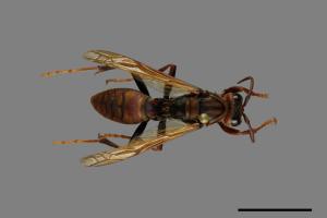 Polistes jokahamae[果馬蜂][00074341]