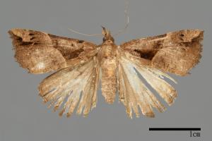 Hypena tenebralis[00097512]