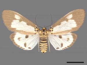 Asota plana lacteata[長斑擬燈蛾][00051382]
