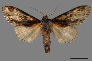 Metriaeschra apatela elegans[暗波舟蛾][00016000]