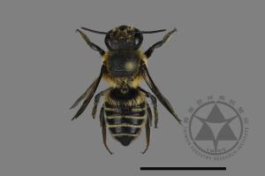 Megachile taiwanicola[台灣切葉蜂][00197973]