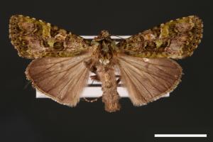 Euplexidia angusta[00001943]