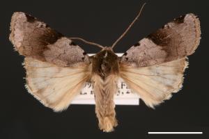 Diarsia nigrafasciata[黑帶歹夜蛾][00000890]