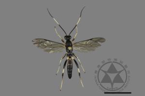 <已分類>Family：Ichneumonidae[姬蜂科][00196746]