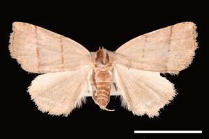 Plecoptera siderogramma[00008042]