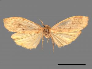 Eilema rubrescens[中條灰苔蛾][00051242]