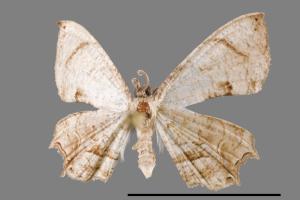 <已分類>Genus：Dysaethria[00012407]