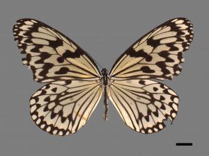 Idea leuconoe clara[大白斑蝶][00061476]