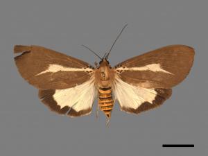 Asota heliconia zebrina[圓端擬燈蛾][00019867]