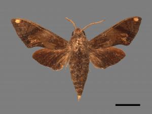 <已分類>Family：Sphingidae[天蛾科][00017797]