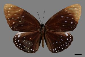 Euploea phaenareta juvia[大紫斑蝶][00013410]