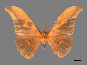 Antheraea formosana[紅目天蠶蛾][00016047]