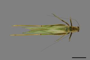 <已分類>Order：Orthoptera[直翅目][00043489]